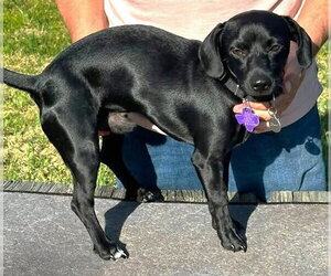 Chiweenie Dogs for adoption in Boonton, NJ, USA