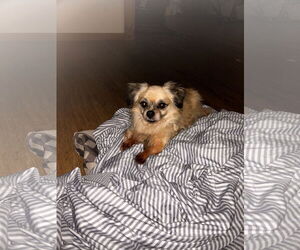 Cheeks Dogs for adoption in Princeton, MN, USA