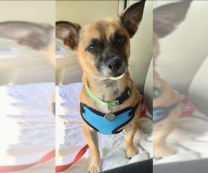 Medium Photo #3 Chihuahua-Unknown Mix Puppy For Sale in Dallas, TX, USA