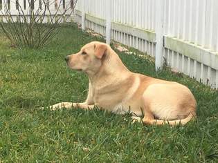 Labrador Retriever Dogs for adoption in New Orleans, LA, USA