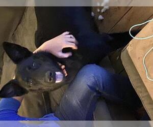 Huskies -Labrador Retriever Mix Dogs for adoption in Grand Haven, MI, USA