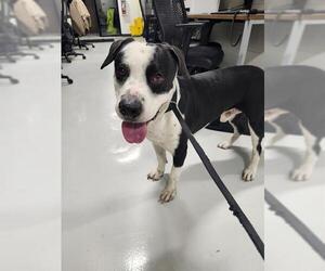 American Pit Bull Terrier-Unknown Mix Dogs for adoption in Temple, TX, USA