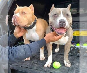 American Staffordshire Terrier Dogs for adoption in Rockaway, NJ, USA