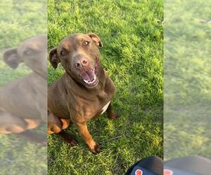 American Staffordshire Terrier-Unknown Mix Dogs for adoption in San Antonio, TX, USA