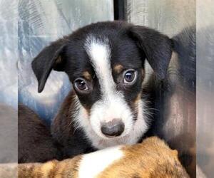American Staffordshire Terrier-Unknown Mix Dogs for adoption in San Antonio, TX, USA