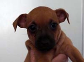 Medium Photo #1 Rat Terrier-Unknown Mix Puppy For Sale in Chantilly, VA, USA