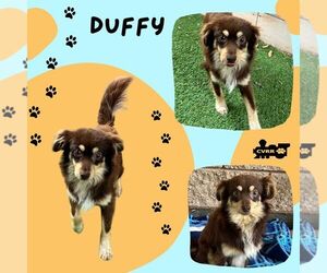 Australian Shepherd-Unknown Mix Dogs for adoption in Lindsay, CA, USA