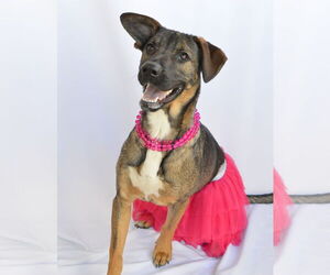 Mutt Dogs for adoption in McKinney, TX, USA