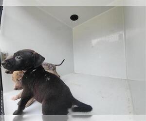 Catahoula Leopard Dog-Unknown Mix Dogs for adoption in Houston, TX, USA