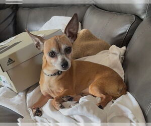 Chihuahua Dogs for adoption in Orlando, FL, USA