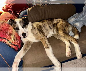 Mutt Dogs for adoption in Candler, NC, USA