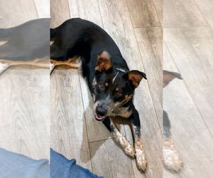 Australian Shepherd-Unknown Mix Dogs for adoption in Salt Lake City, UT, USA