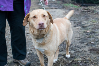 Sheprador Dogs for adoption in Terre Haute, IN, USA