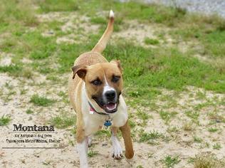 Miniature Bulldog Dogs for adoption in Decatur, GA, USA