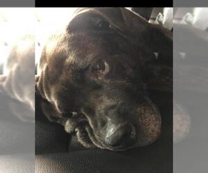 American Bulldog-Labrador Retriever Mix Dogs for adoption in O Fallon, MO, USA