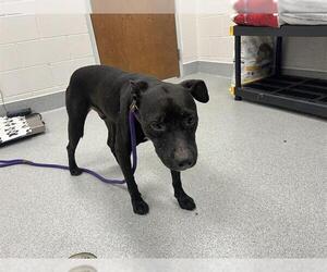 American Pit Bull Terrier-Unknown Mix Dogs for adoption in Ocala, FL, USA