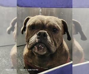 Bulldog-Unknown Mix Dogs for adoption in San Antonio, TX, USA