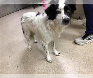 Australian Shepherd Dogs for adoption in Riverside, CA, USA