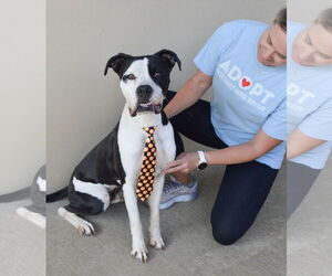 Boxer-Unknown Mix Dogs for adoption in McKinney, TX, USA