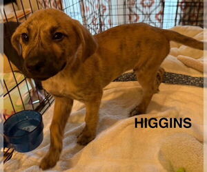 Labrador Retriever-Unknown Mix Dogs for adoption in Woodbury, NY, USA