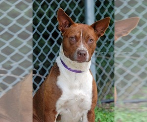 American Staffordshire Terrier-Unknown Mix Dogs for adoption in Madisonville, TX, USA