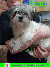Shih Tzu-Unknown Mix Dogs for adoption in Pensacola, FL, USA