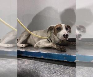 American Pit Bull Terrier Dogs for adoption in Bakersfield, CA, USA