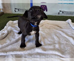 Rottweiler-Unknown Mix Dogs for adoption in Orlando, FL, USA