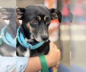 Chihuahua-Unknown Mix Dogs for adoption in Turlock, CA, USA