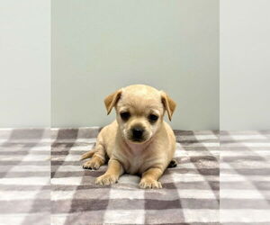 Poodle (Miniature)-Unknown Mix Dogs for adoption in Banning, CA, USA