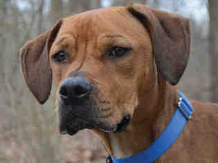 Redbone Coonhound Dogs for adoption in Pittsburgh, PA, USA