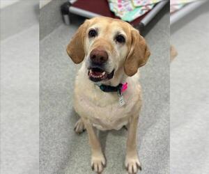 Labrador Retriever Dogs for adoption in Fort Collins, CO, USA