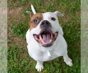 Boxer-Unknown Mix Dogs for adoption in Murfreesboro, TN, USA