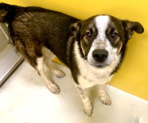 Mutt Dogs for adoption in Pampa, TX, USA