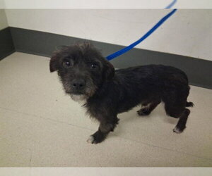 Mutt Dogs for adoption in Corona, CA, USA