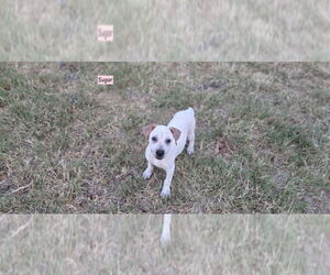 Labrador Retriever-Unknown Mix Dogs for adoption in Brewster, NY, USA