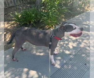 Medium Photo #1 American Staffordshire Terrier Puppy For Sale in San Juan Capistrano, CA, USA