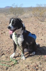 Border Collie-Unknown Mix Dogs for adoption in Mesa, AZ, USA