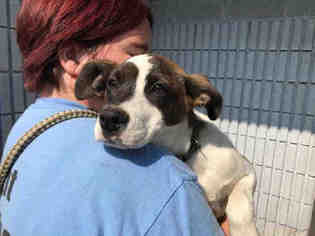 Border Collie Dogs for adoption in Waterford, VA, USA