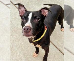 American Pit Bull Terrier Dogs for adoption in Sacramento, CA, USA