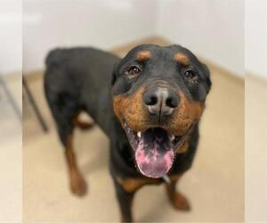 Rottweiler Dogs for adoption in Aurora, CO, USA