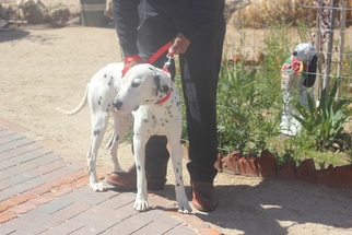 Dalmatian Dogs for adoption in Apple Valley, CA, USA