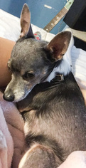 Chihuahua Dogs for adoption in DeLand, FL, USA