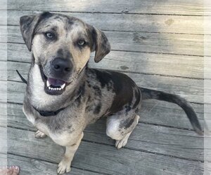 Catahoula Leopard Dog Dogs for adoption in COLUMBIA, MD, USA