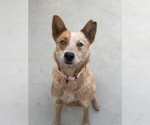 Mutt Dogs for adoption in Santa Maria, CA, USA