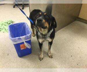 Mutt Dogs for adoption in Riverside, CA, USA