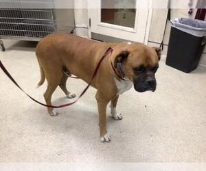 Boxer Dogs for adoption in Riverside, CA, USA