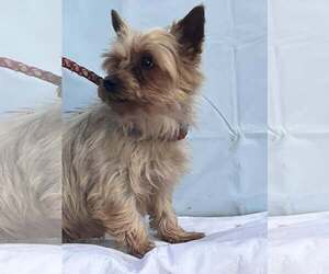 Mutt Dogs for adoption in HOPKINSVILLE/PRINCETON, KY, NH, USA