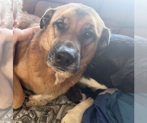 Mutt Dogs for adoption in Winter Park, CO, USA