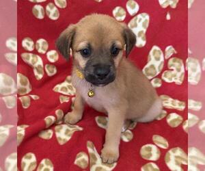Chihuahua-Unknown Mix Dogs for adoption in San Diego, CA, USA